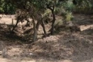  land for sale Calonge